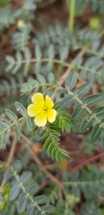 Tribulus terrestris
