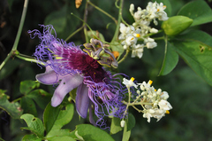 Passiflora cincinnata