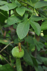 Passiflora cincinnata