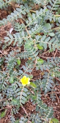 Tribulus terrestris