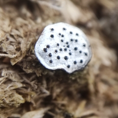 Poronia erici
