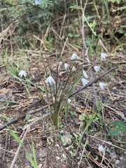 Acis autumnalis