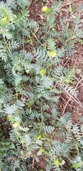 Tribulus terrestris