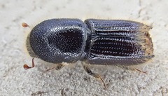 Ips sexdentatus