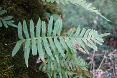 Polypodium interjectum
