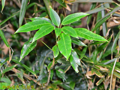 Dendropanax dentiger