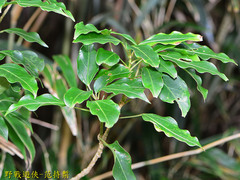 Dendropanax dentiger
