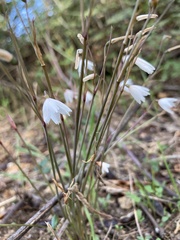 Acis autumnalis