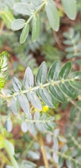 Tribulus terrestris