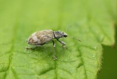 Polydrusus tereticollis