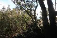 Nothofagus cunninghamii