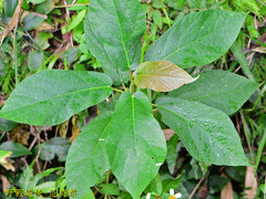 Ficus erecta beecheyana