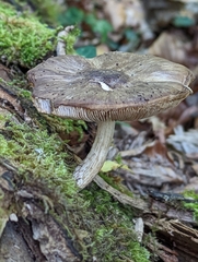 Pluteus cervinus