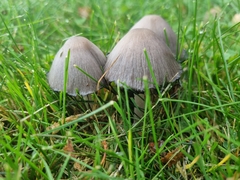 Coprinopsis atramentaria