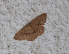 Cyclophora puppillaria