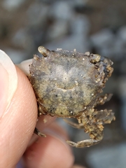 Hemigrapsus takanoi