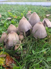 Coprinopsis atramentaria