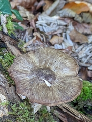 Pluteus cervinus