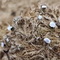 Poronia erici