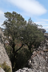 Nothofagus cunninghamii