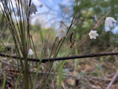 Acis autumnalis