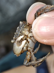Hemigrapsus takanoi