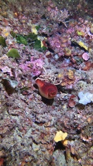 Halocynthia papillosa