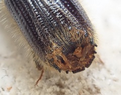 Ips sexdentatus