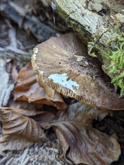 Pluteus cervinus