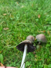 Coprinopsis atramentaria