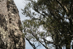 Nothofagus cunninghamii