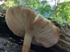 Pluteus cervinus