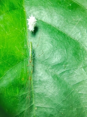 Tetragnatha hasselti