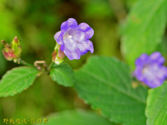 Strobilanthes formosana