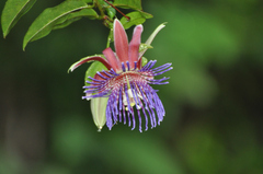 Passiflora laurifolia