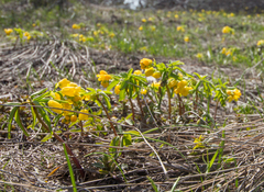 Gymnospermium altaicum