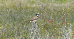 Oenanthe pileata pileata