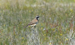 Oenanthe pileata pileata