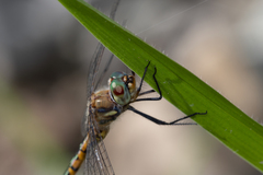 Hemicordulia australiae