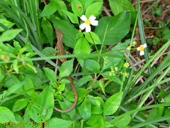 Takydromus viridipunctatus