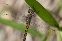 Hemicordulia australiae