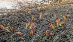 Gymnospermium altaicum