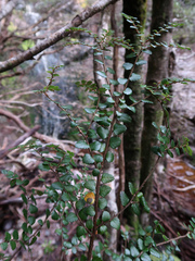 Nothofagus cunninghamii