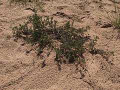 Indigofera verrucosa