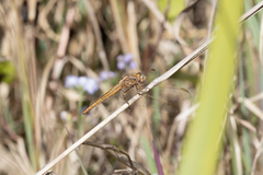 Crocothemis nigrifrons