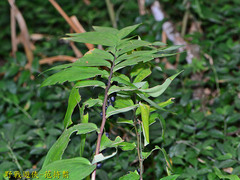 Polygonatum arisanense
