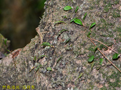 Diploderma polygonatum xanthostomum