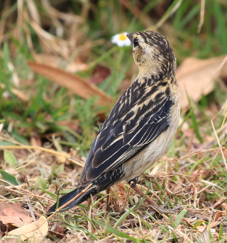 Red-collared Widowbird