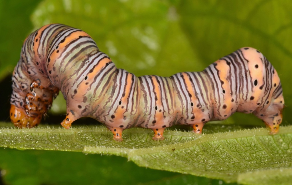 Eudryas