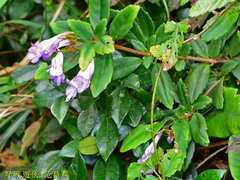 Lysionotus pauciflorus pauciflorus